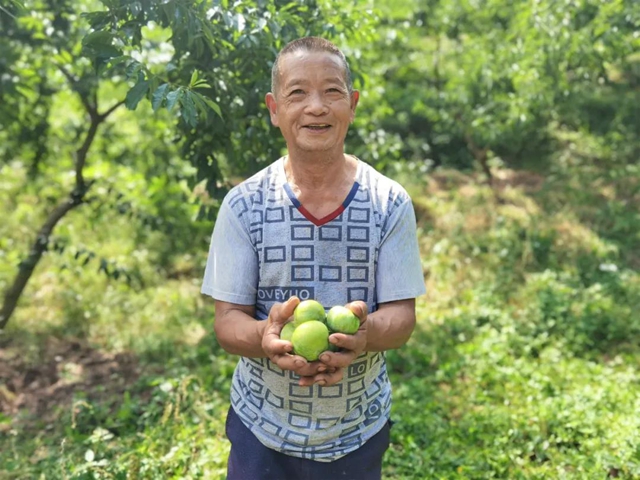8個(gè)李子重一斤？！在古藺，我信了(圖1)