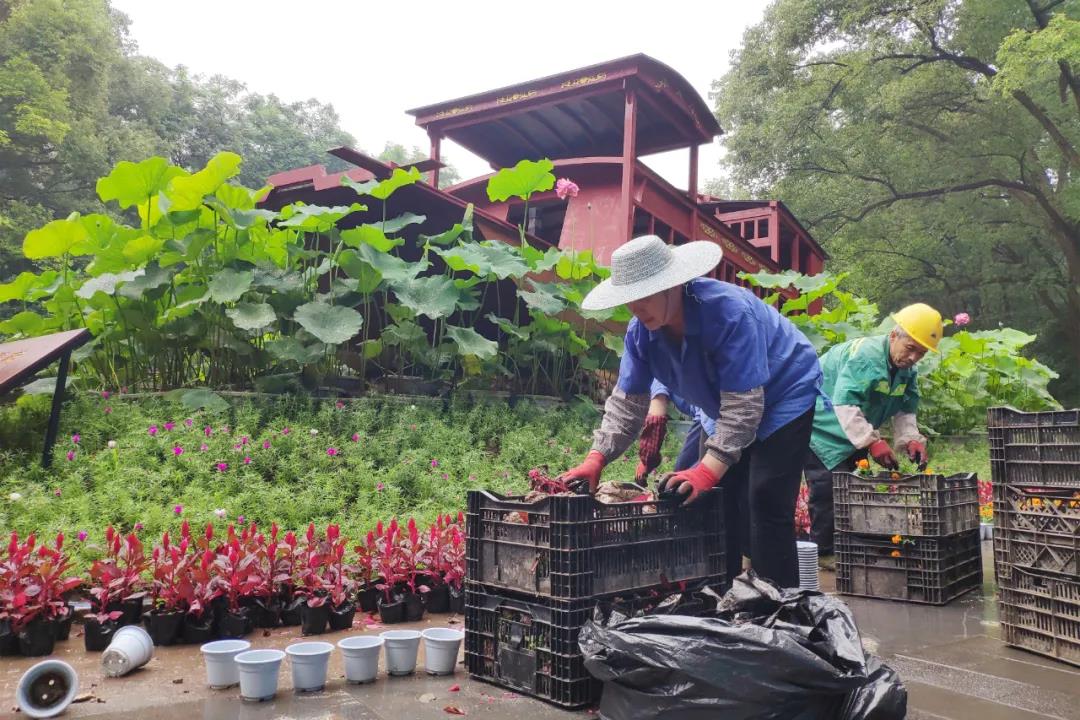 紅船亮相、鮮花裝飾……瀘州忠山公園、百子圖、大梯步“七一”氛圍濃(圖6)