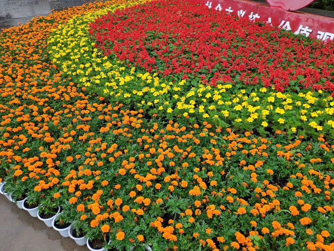 紅船亮相、鮮花裝飾……瀘州忠山公園、百子圖、大梯步“七一”氛圍濃(圖7)