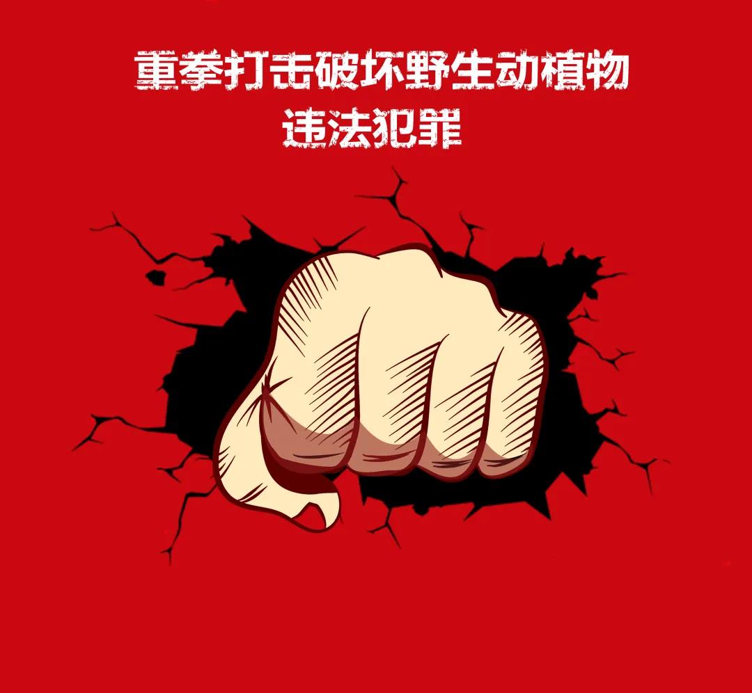 非法采伐楨楠32株，涉案19人，跨3省6市5縣作案的團(tuán)伙伏法！(圖10)