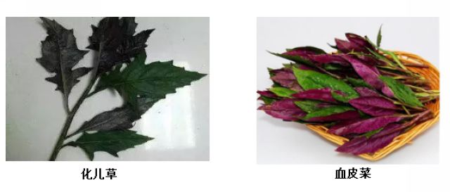 曼陀羅、滴水觀音、化兒草……四川夏季常見有毒植物食物中毒預防(圖9)