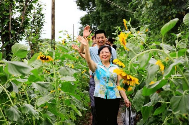 炫！龍馬潭區(qū)雙加鎮(zhèn)萬株向日葵燦爛盛放！(圖9)