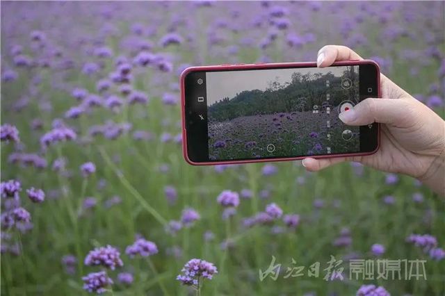 內(nèi)江版“普羅旺斯”神秘面紗拉開！盛大的花海之宴開啟(圖1)