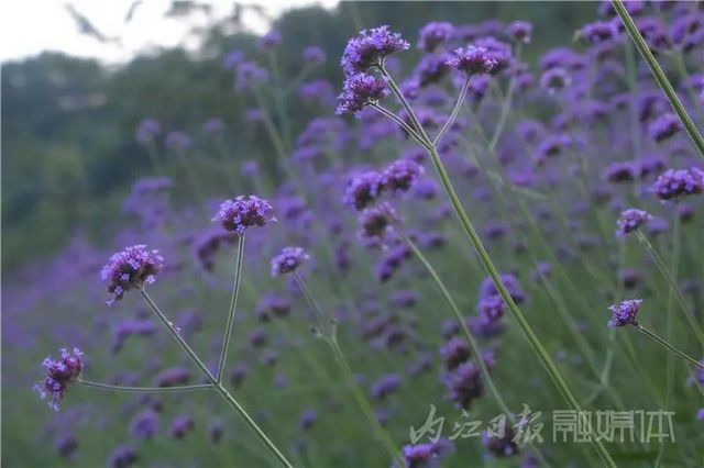 內(nèi)江版“普羅旺斯”神秘面紗拉開！盛大的花海之宴開啟(圖6)