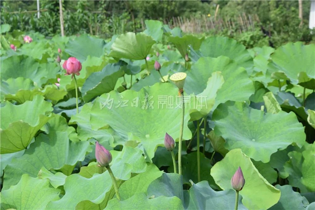 “荷”你有約！內(nèi)江這里荷花盛放，驚艷整個夏天(圖2)