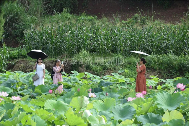 “荷”你有約！內(nèi)江這里荷花盛放，驚艷整個夏天(圖4)