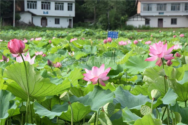 “荷”你有約！內(nèi)江這里荷花盛放，驚艷整個夏天(圖3)