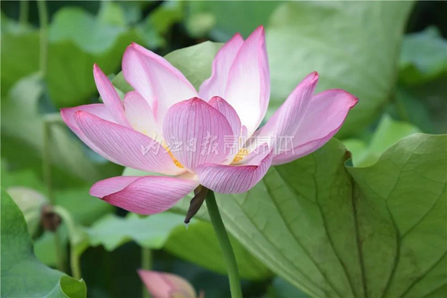 “荷”你有約！內(nèi)江這里荷花盛放，驚艷整個夏天(圖6)