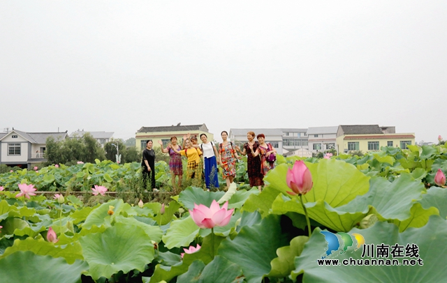 瀘州龍馬潭：無邊“夏雨荷”，綠浪層層翻(圖2)