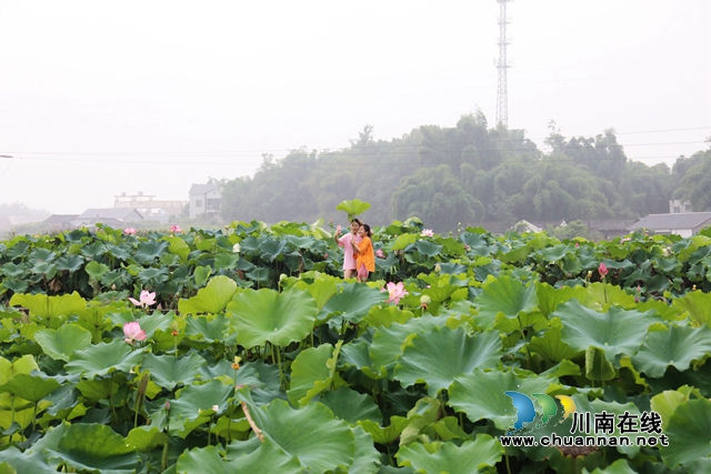 瀘州龍馬潭：無邊“夏雨荷”，綠浪層層翻(圖3)
