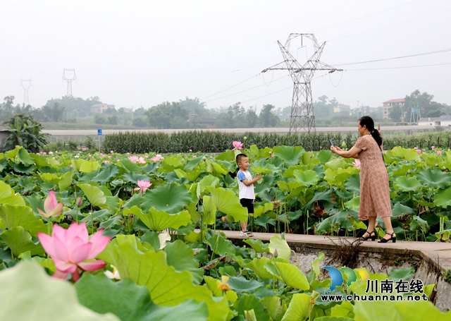 瀘州龍馬潭：無邊“夏雨荷”，綠浪層層翻(圖4)