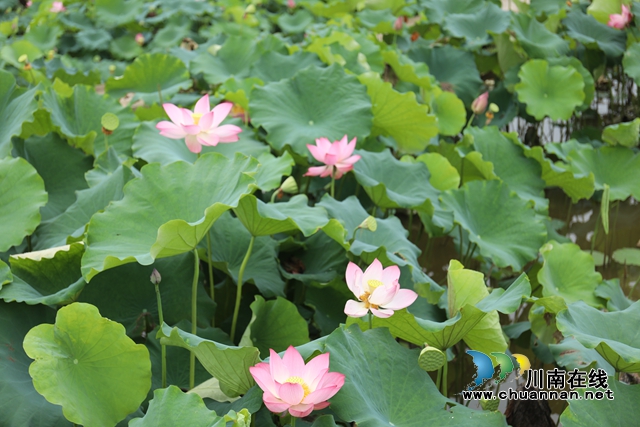 瀘州龍馬潭：無邊“夏雨荷”，綠浪層層翻(圖8)