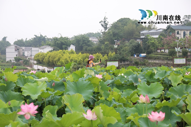 瀘州龍馬潭：無邊“夏雨荷”，綠浪層層翻(圖10)