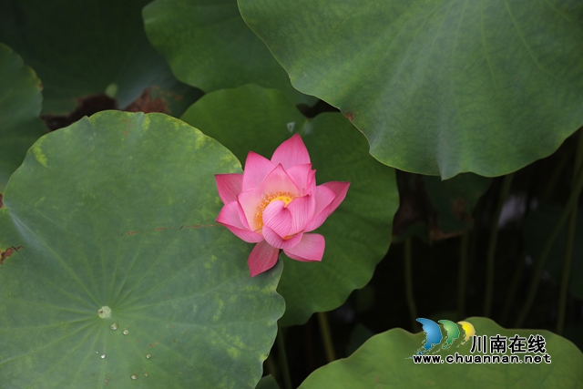 瀘州龍馬潭：無邊“夏雨荷”，綠浪層層翻(圖9)