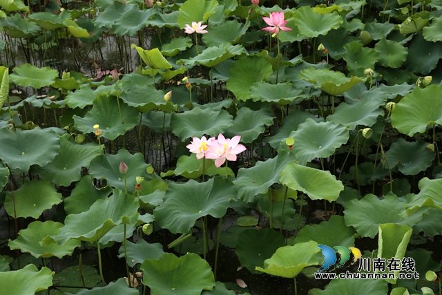 瀘州龍馬潭：無邊“夏雨荷”，綠浪層層翻(圖11)