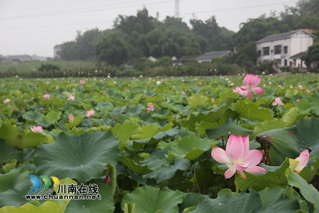 瀘州龍馬潭：無邊“夏雨荷”，綠浪層層翻(圖7)