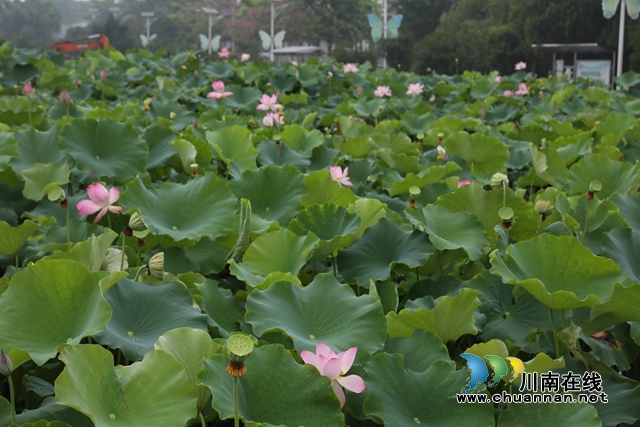 瀘州龍馬潭：無邊“夏雨荷”，綠浪層層翻(圖6)