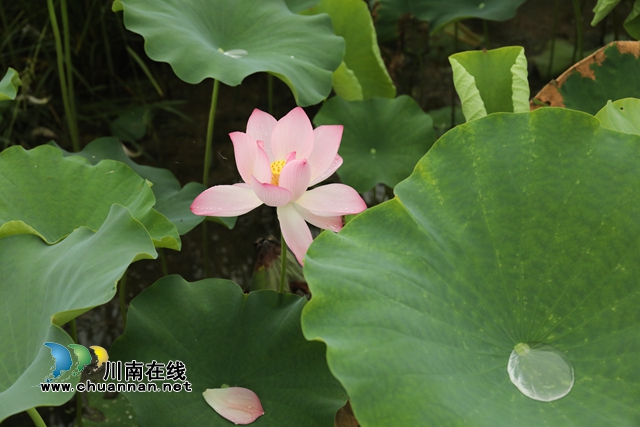 瀘州龍馬潭：無邊“夏雨荷”，綠浪層層翻(圖15)