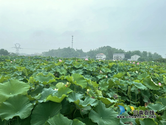 瀘州龍馬潭：無邊“夏雨荷”，綠浪層層翻(圖14)
