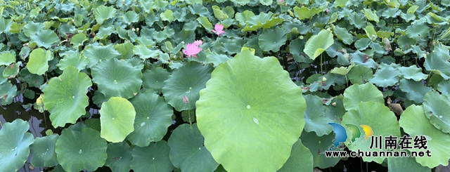 瀘州龍馬潭：無邊“夏雨荷”，綠浪層層翻(圖13)