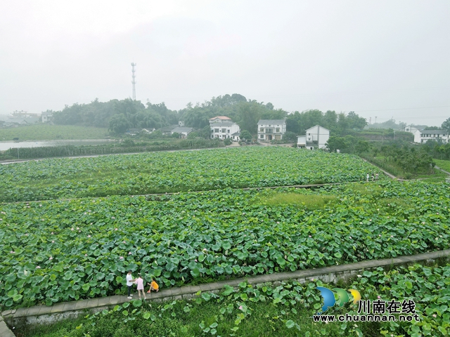 瀘州龍馬潭：無邊“夏雨荷”，綠浪層層翻(圖16)