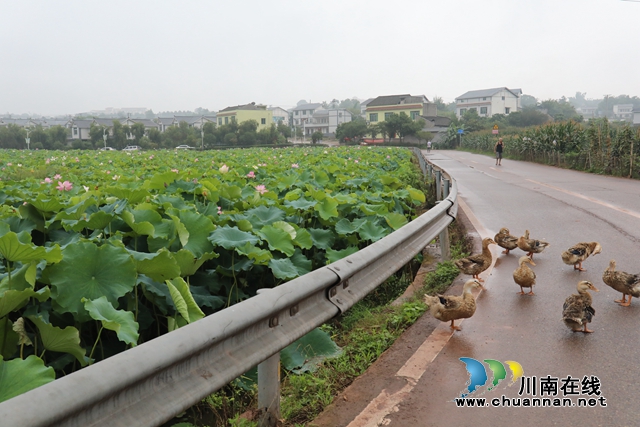 瀘州龍馬潭：無邊“夏雨荷”，綠浪層層翻(圖17)