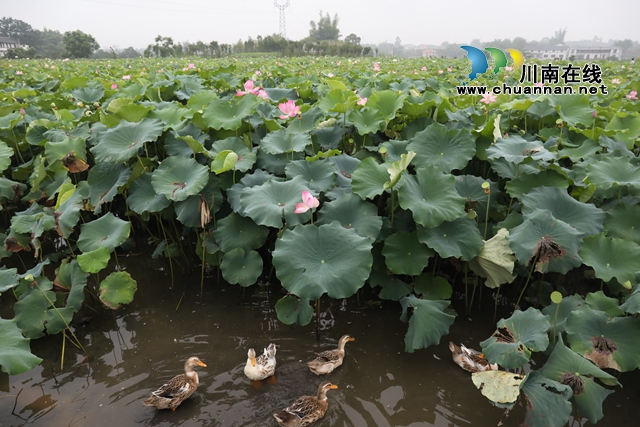 瀘州龍馬潭：無邊“夏雨荷”，綠浪層層翻(圖18)