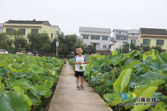 瀘州龍馬潭：無邊“夏雨荷”，綠浪層層翻(圖19)