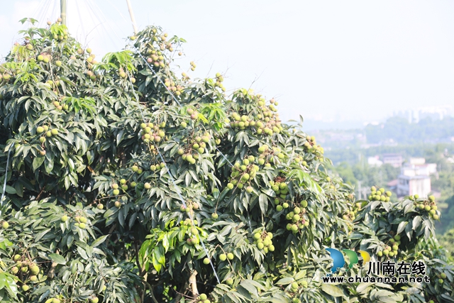 又是一年荔枝紅！合江：荔枝成熟甜如蜜，小康路上幸福多(圖4)