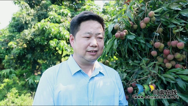 又是一年荔枝紅！合江：荔枝成熟甜如蜜，小康路上幸福多(圖7)