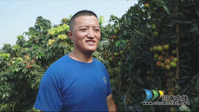 又是一年荔枝紅！合江：荔枝成熟甜如蜜，小康路上幸福多(圖6)