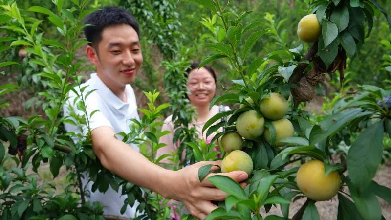 古藺“蜂糖李”上市！味甜如蜜，果大肉厚(圖2)