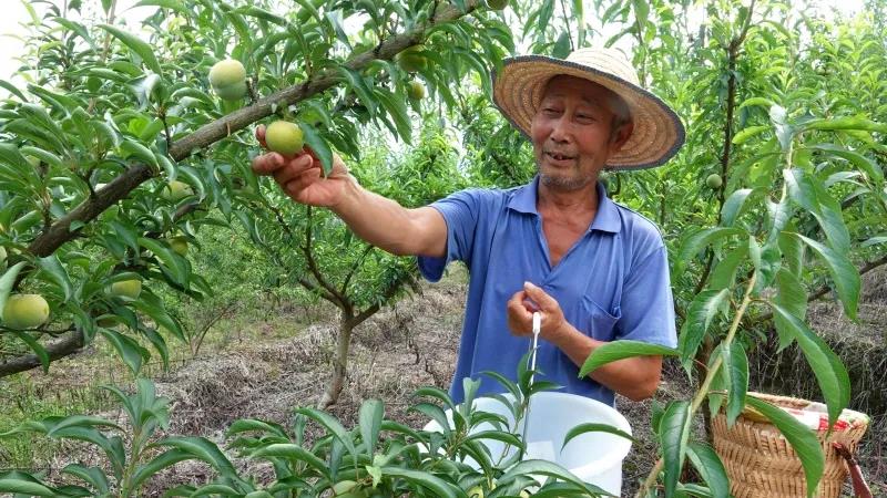 古藺“蜂糖李”上市！味甜如蜜，果大肉厚(圖6)