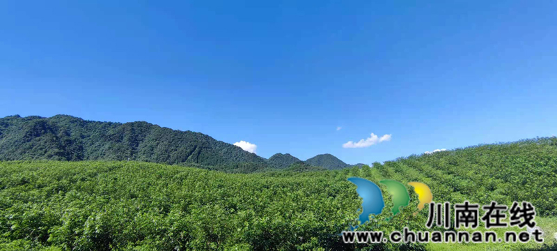 古藺箭竹苗族鄉(xiāng)：花椒結(jié)出“大產(chǎn)業(yè)”  群眾叩開(kāi)“致富門”(圖1)