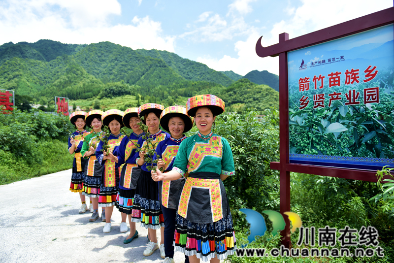 古藺箭竹苗族鄉(xiāng)：花椒結(jié)出“大產(chǎn)業(yè)”  群眾叩開(kāi)“致富門”(圖2)