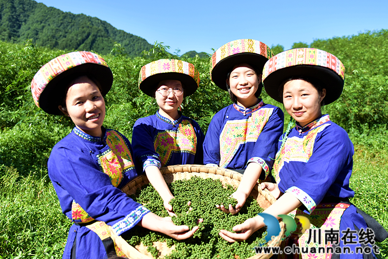 古藺箭竹苗族鄉(xiāng)：花椒結(jié)出“大產(chǎn)業(yè)”  群眾叩開(kāi)“致富門”(圖3)