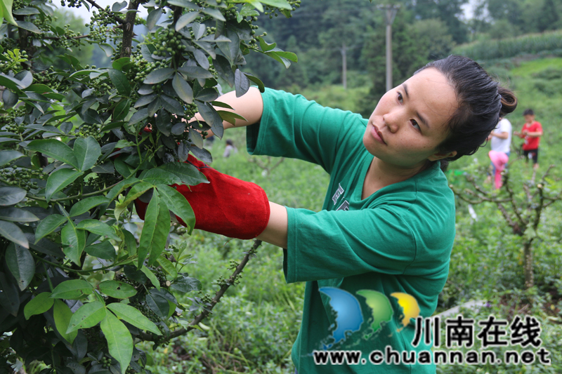 古藺箭竹苗族鄉(xiāng)：花椒結(jié)出“大產(chǎn)業(yè)”  群眾叩開(kāi)“致富門”(圖4)