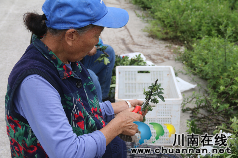 古藺箭竹苗族鄉(xiāng)：花椒結(jié)出“大產(chǎn)業(yè)”  群眾叩開(kāi)“致富門”(圖5)