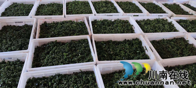 古藺箭竹苗族鄉(xiāng)：花椒結(jié)出“大產(chǎn)業(yè)”  群眾叩開(kāi)“致富門”(圖8)