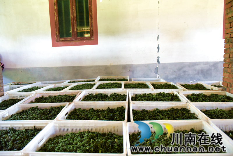 古藺箭竹苗族鄉(xiāng)：花椒結(jié)出“大產(chǎn)業(yè)”  群眾叩開(kāi)“致富門”(圖7)