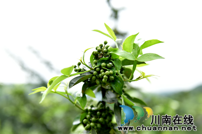 古藺箭竹苗族鄉(xiāng)：花椒結(jié)出“大產(chǎn)業(yè)”  群眾叩開(kāi)“致富門”(圖6)