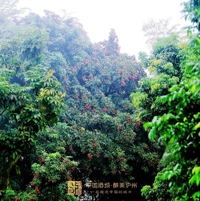 看花眼！這個(gè)荔枝公園好巴適，大紅袍、帶綠掛滿枝頭……(圖1)