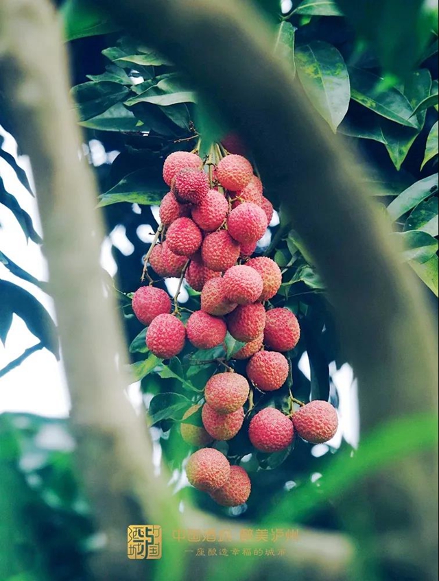 看花眼！這個(gè)荔枝公園好巴適，大紅袍、帶綠掛滿枝頭……(圖6)