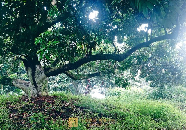 看花眼！這個(gè)荔枝公園好巴適，大紅袍、帶綠掛滿枝頭……(圖4)
