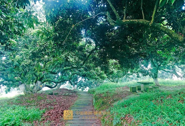 看花眼！這個(gè)荔枝公園好巴適，大紅袍、帶綠掛滿枝頭……(圖5)