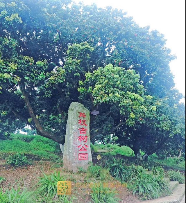 看花眼！這個(gè)荔枝公園好巴適，大紅袍、帶綠掛滿枝頭……(圖7)