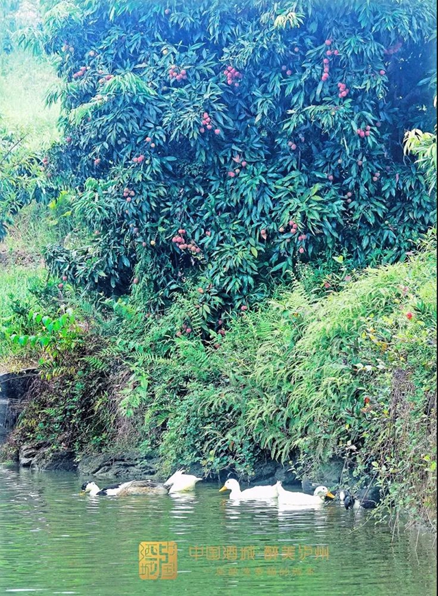 看花眼！這個(gè)荔枝公園好巴適，大紅袍、帶綠掛滿枝頭……(圖8)
