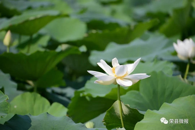 約起！600畝荷花在自貢榮縣這個地方綻放(圖2)