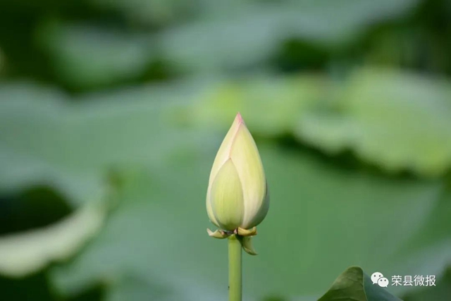 約起！600畝荷花在自貢榮縣這個地方綻放(圖3)