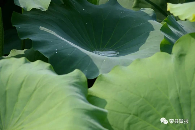 約起！600畝荷花在自貢榮縣這個地方綻放(圖6)